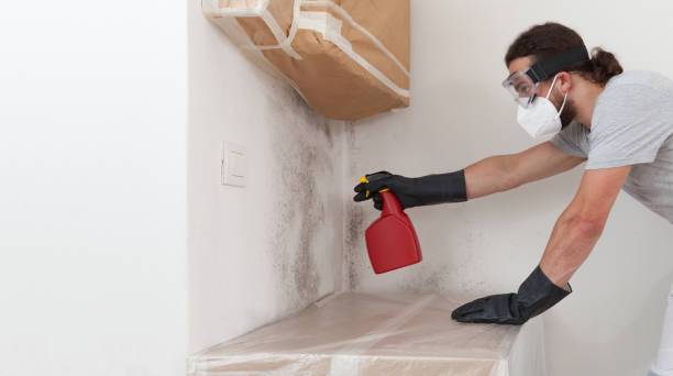 Professional Basement Mold Removal technician working in Plantation, FL