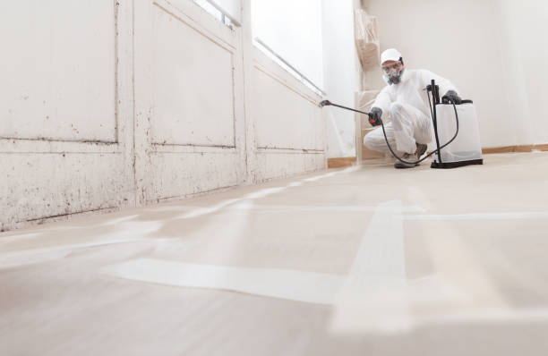 24/7 Emergency Basement Mold Removal experts in Plantation, FL